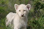 young Transvaal lion