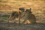 young Transvaal lions