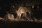 Transvaal Lion