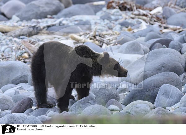 Ussuri brown bear / FF-13900