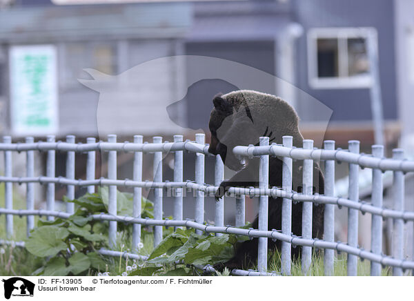 Ussuri brown bear / FF-13905