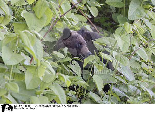Ussuri brown bear / FF-13919
