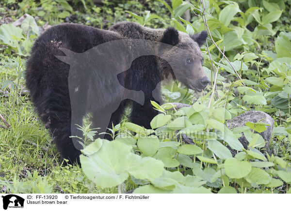 Ussuri-Braunbr / Ussuri brown bear / FF-13920