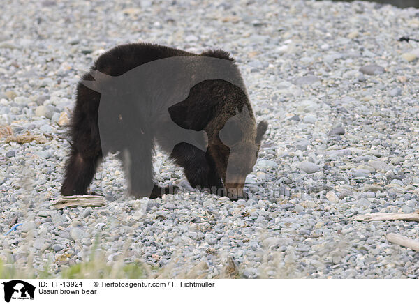 Ussuri brown bear / FF-13924