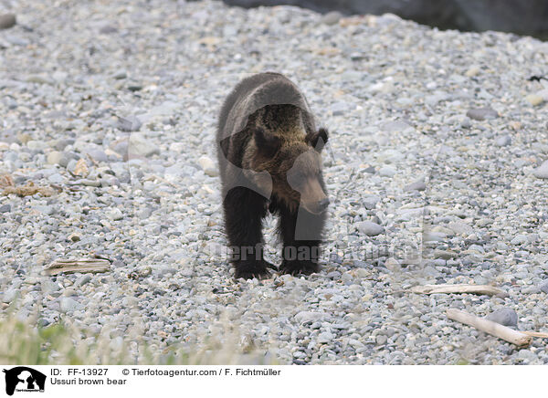 Ussuri-Braunbr / Ussuri brown bear / FF-13927