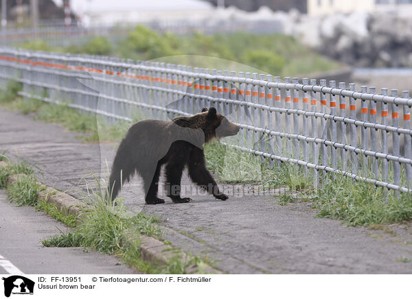 Ussuri brown bear / FF-13951