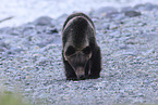 Ussuri brown bear