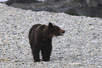 Ussuri brown bear