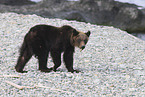 Ussuri brown bear