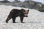 Ussuri brown bear