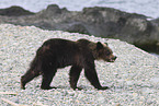 Ussuri brown bear