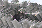 Ussuri brown bear