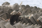 Ussuri brown bear