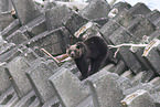 Ussuri brown bear