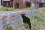 Ussuri brown bear