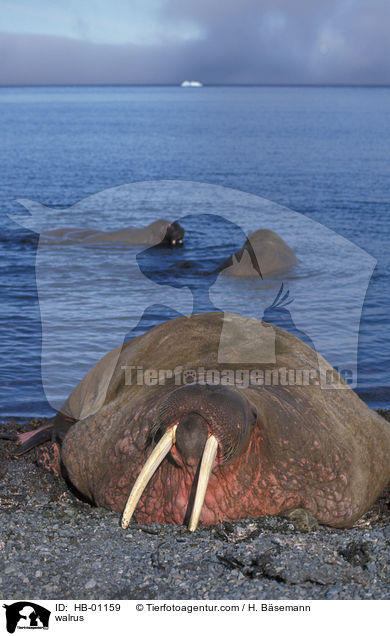 walrus / HB-01159