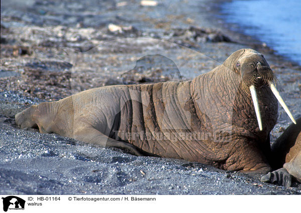 walrus / HB-01164