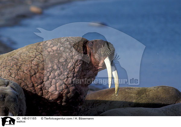 walrus / HB-01165