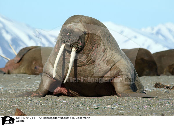 walrus / HB-01314