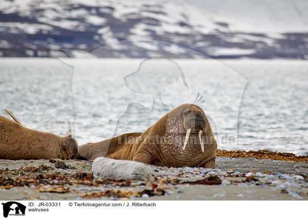 walruses / JR-03331