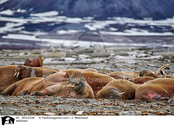 Walrosse / walruses / JR-03339