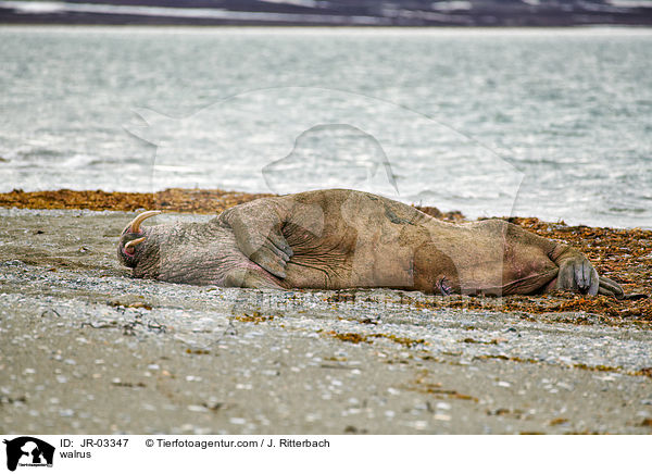 walrus / JR-03347