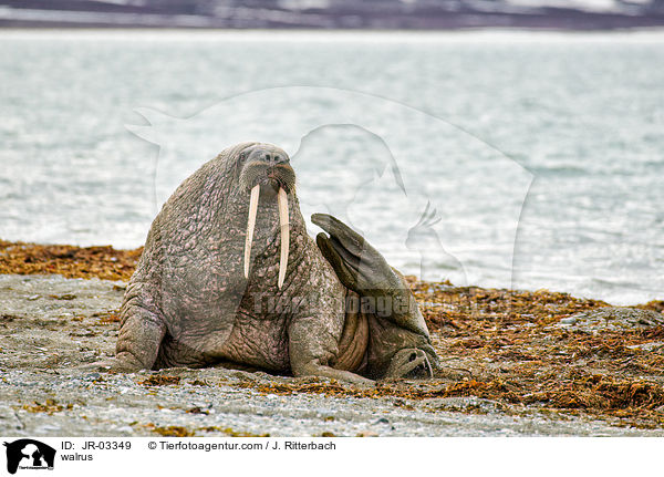 walrus / JR-03349