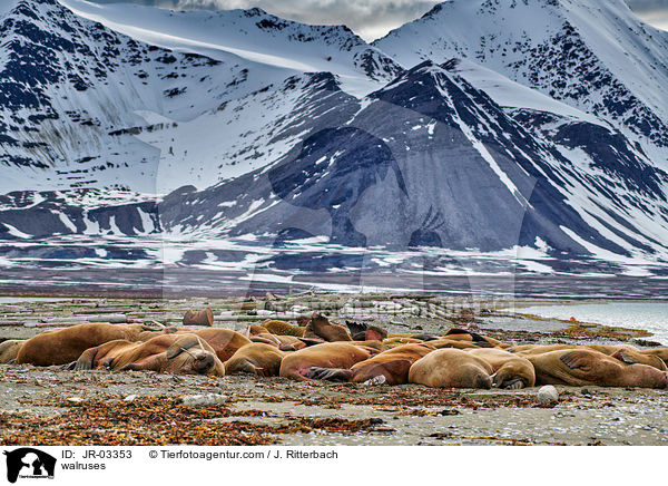 walruses / JR-03353