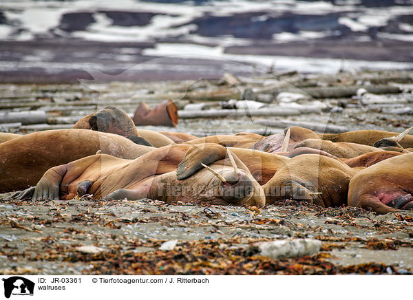walruses / JR-03361