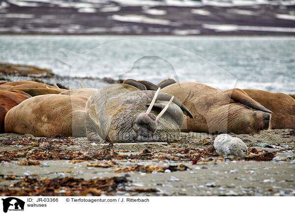 walruses / JR-03366