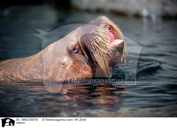 walrus / MAZ-05678