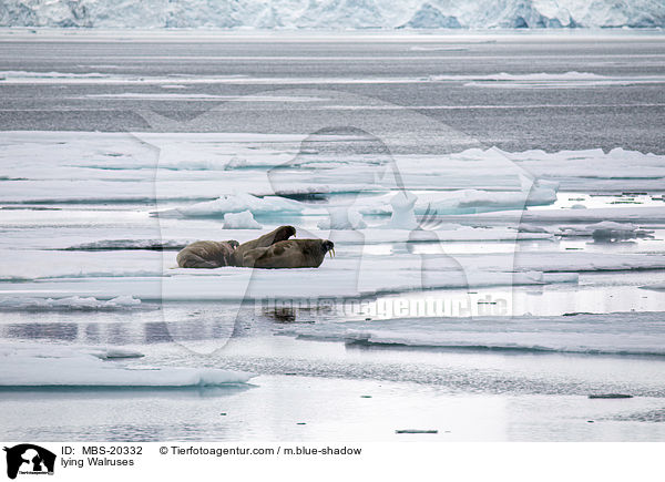 liegende Walrosse / lying Walruses / MBS-20332