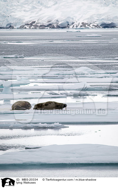 liegende Walrosse / lying Walruses / MBS-20334