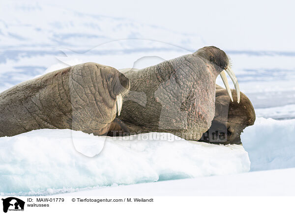 walrusses / MAW-01779
