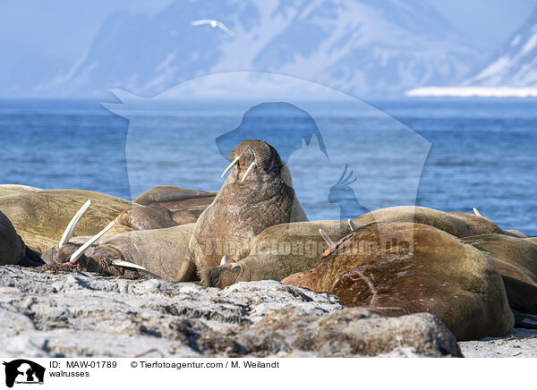 walrusses / MAW-01789