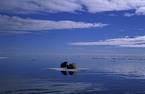lying walruses