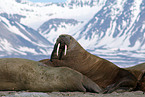 walruses