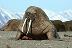 walrus