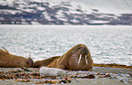 walruses