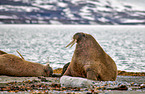 walruses