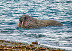 walrus