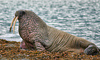 walrus