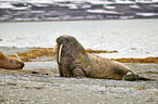 walruses