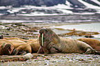 walrus