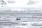lying Walruses