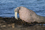 walrus