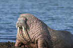 walrus