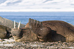 walrusses