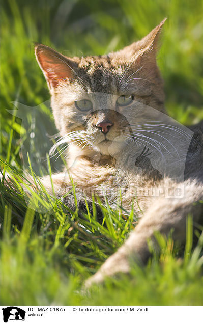 wildcat / MAZ-01875