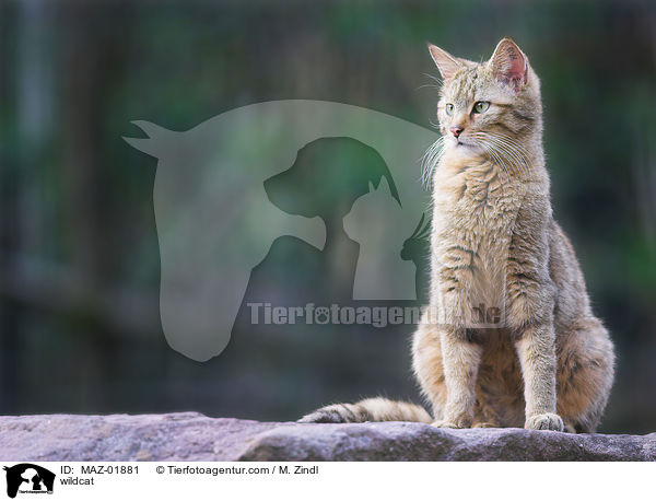 wildcat / MAZ-01881